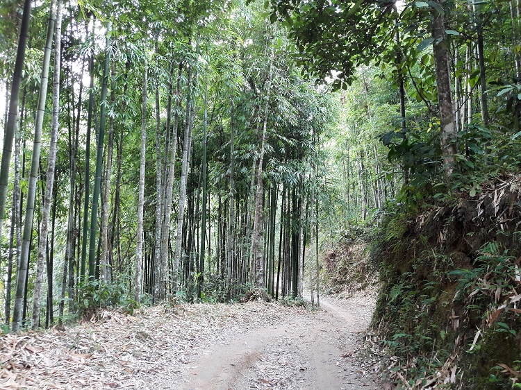 hoang su phi ha giang foret bambous